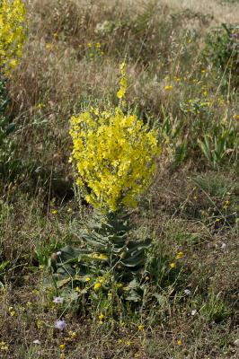 Molène pulvérulente Verbascum pulverulentum Vill., 1779