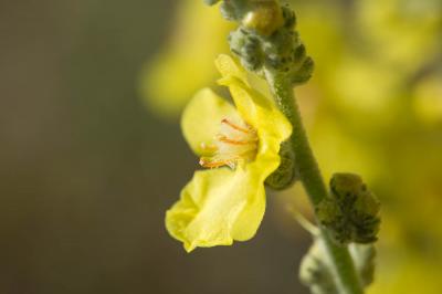 Molène pulvérulente Verbascum pulverulentum Vill., 1779