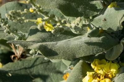 Molène pulvérulente Verbascum pulverulentum Vill., 1779