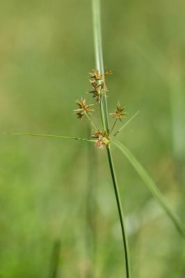 Souchet long, Souchet odorant Cyperus longus L., 1753