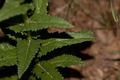 Molène blattaire, Herbe aux mites Verbascum blattaria L., 1753