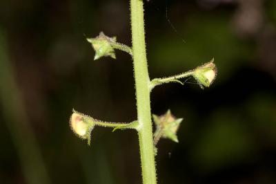 Molène blattaire, Herbe aux mites Verbascum blattaria L., 1753