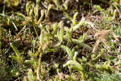 Lycopode en massue, Éguaire Lycopodium clavatum L., 1753
