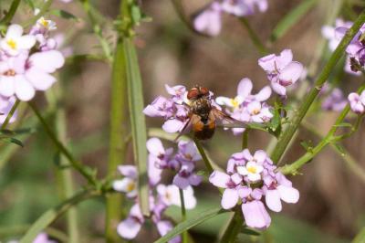  Ectophasia crassipennis (Fabricius, 1794)