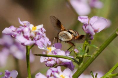 Ectophasia crassipennis (Fabricius, 1794)