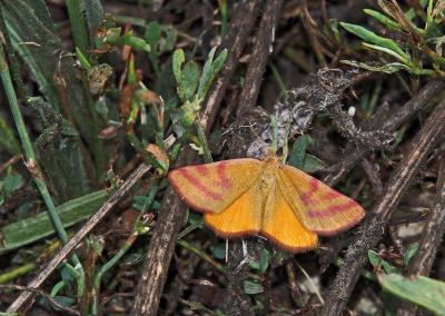 Ensanglantée des Renouées (La) Lythria purpuraria (Linnaeus, 1758)