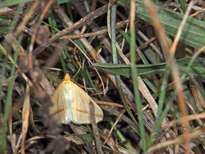 Phalène sacrée (La) Rhodometra sacraria (Linnaeus, 1767)