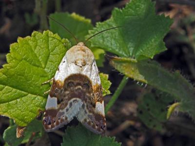 Collier blanc (Le) Acontia lucida (Hufnagel, 1766)