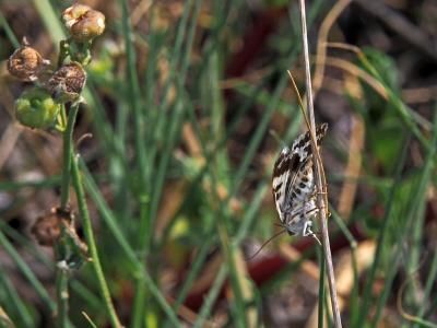 Collier blanc (Le) Acontia lucida (Hufnagel, 1766)