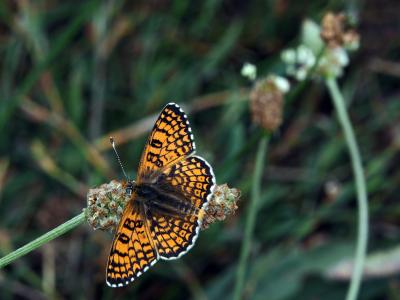 Mélitée du Plantain (La), Déesse à ceinturons (La) Melitaea cinxia (Linnaeus, 1758)