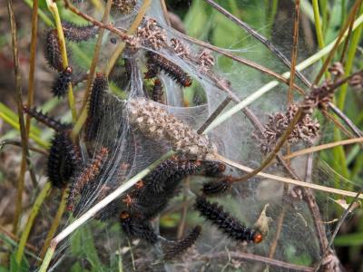 Mélitée du Plantain (La), Déesse à ceinturons (La) Melitaea cinxia (Linnaeus, 1758)