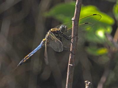Orthétrum réticulé (L') Orthetrum cancellatum (Linnaeus, 1758)