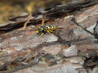  Paragymnomerus Blüthgen, 1938