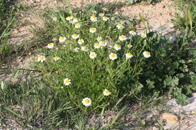 Anthémis des champs, Camomille sauvage Anthemis arvensis L., 1753