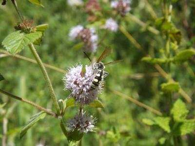  Colpa sexmaculata (Fabricius, 1781)