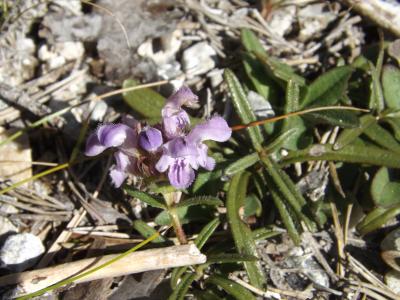 Brunelle à feuilles d'hysope Prunella hyssopifolia L., 1753