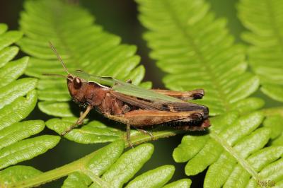 Criquet verdelet, Criquet smaragdin Omocestus viridulus (Linnaeus, 1758)