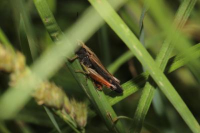 Criquet noir-ébène Omocestus rufipes (Zetterstedt, 1821)