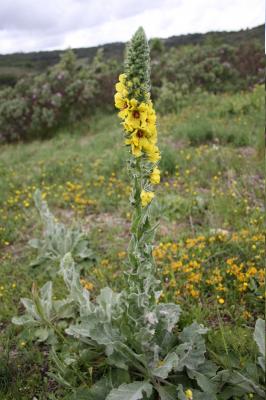 Molène de Boerhaave, Molène de mai Verbascum boerhavii L., 1767