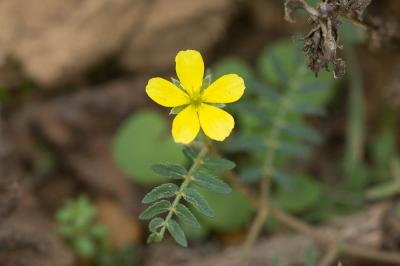 Croix de Malte, Tribule terrestre Tribulus terrestris L., 1753