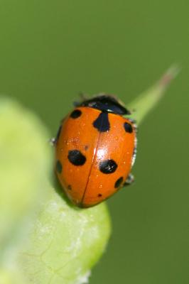  Ceratomegilla undecimnotata (D.H. Schneider, 1792)