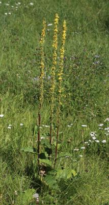 Molène noire, Cierge maudit Verbascum nigrum L., 1753