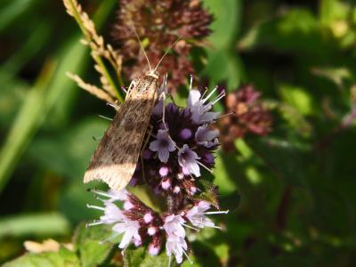  Nomophila noctuella (Denis & Schiffermüller, 1775)