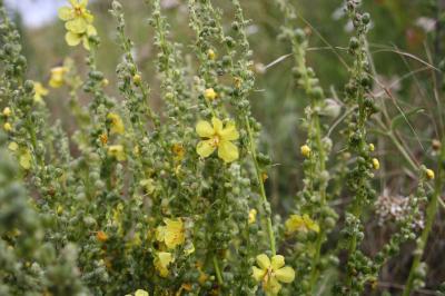Molène lychnide, Bouillon femelle Verbascum lychnitis L., 1753