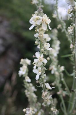 Molène lychnide, Bouillon femelle Verbascum lychnitis L., 1753