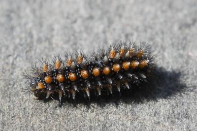 Mélitée des Linaires (La) Melitaea deione (Geyer, 1832)