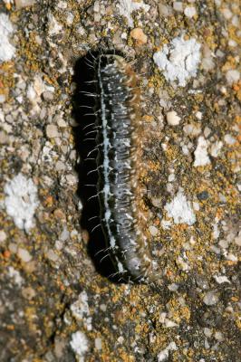 Bryophile du Lichen (La) Nyctobrya muralis (Forster, 1771)