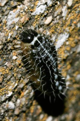 Bryophile du Lichen (La) Nyctobrya muralis (Forster, 1771)