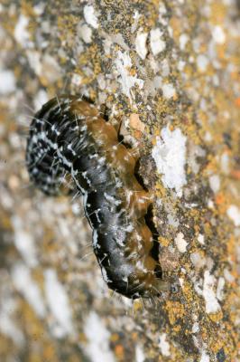 Bryophile du Lichen (La) Nyctobrya muralis (Forster, 1771)