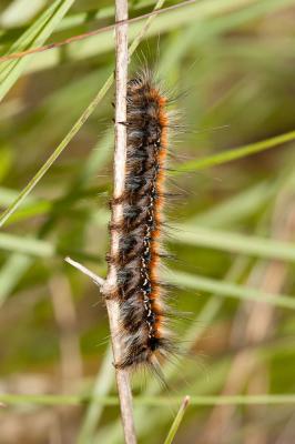 Bombyx Evérie (Le) Laineuse du Prunellier (La) Eriogaster catax (Linnaeus, 1758)