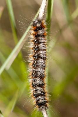 Bombyx Evérie (Le) Laineuse du Prunellier (La) Eriogaster catax (Linnaeus, 1758)