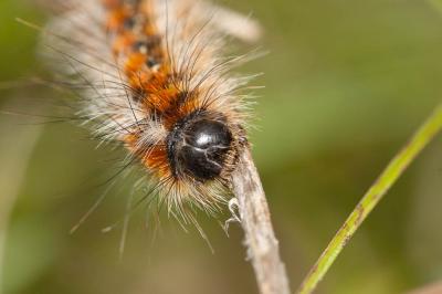 Bombyx Evérie (Le) Laineuse du Prunellier (La) Eriogaster catax (Linnaeus, 1758)