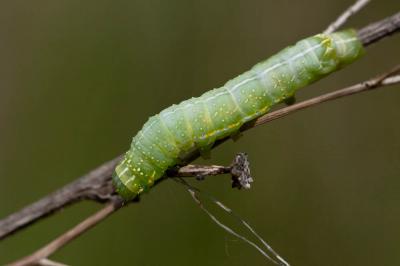 Pyramide (La) Amphipyra pyramidea (Linnaeus, 1758)