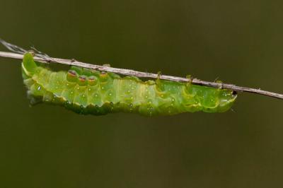 Pyramide (La) Amphipyra pyramidea (Linnaeus, 1758)