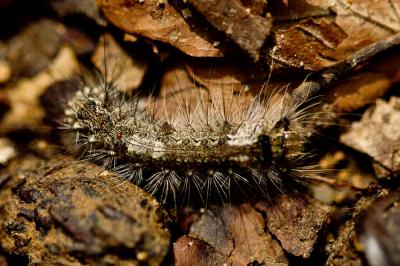 Nonne (La) Lymantria monacha (Linnaeus, 1758)