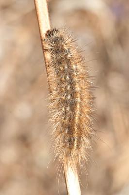 Ecaille cramoisie (L') Phragmatobia fuliginosa (Linnaeus, 1758)