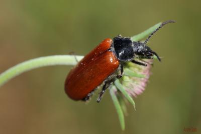 Omophlus orangé Omophlus lepturoides (Fabricius, 1787)
