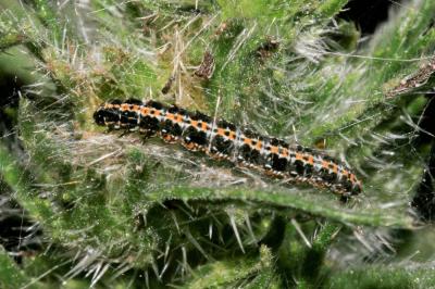  Ethmia bipunctella (Fabricius, 1775)