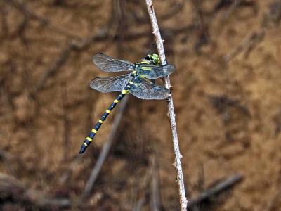 Cordulégastre annelé Cordulegaster boltonii boltonii (Donovan, 1807)