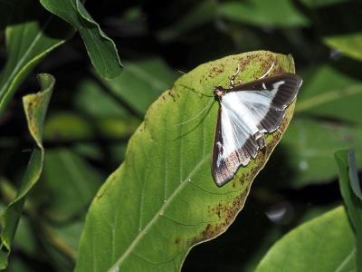 Pyrale du buis Cydalima perspectalis (Walker, 1859)