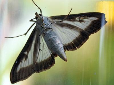 Pyrale du buis Cydalima perspectalis (Walker, 1859)