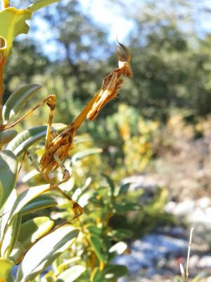 Empuse commune, Diablotin Empusa pennata (Thunberg, 1815)