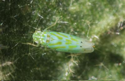  Micantulina stigmatipennis (Mulsant & Rey, 1855)