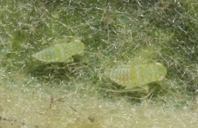  Micantulina stigmatipennis (Mulsant & Rey, 1855)
