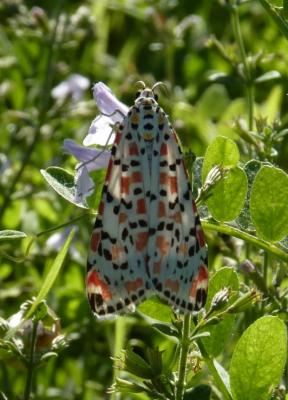 Gentille (La), Ecaille du Myosotis (L') Utetheisa pulchella (Linnaeus, 1758)