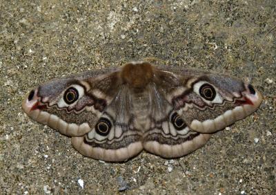 Paon de nuit austral (Le) Saturnia pavoniella (Scopoli, 1763)